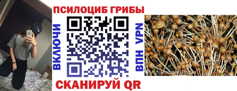 купить  сайты  Гудермес  Псилоцибиновые грибы прущие грибы 